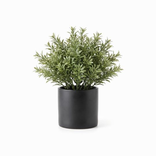 Potted Green Plant