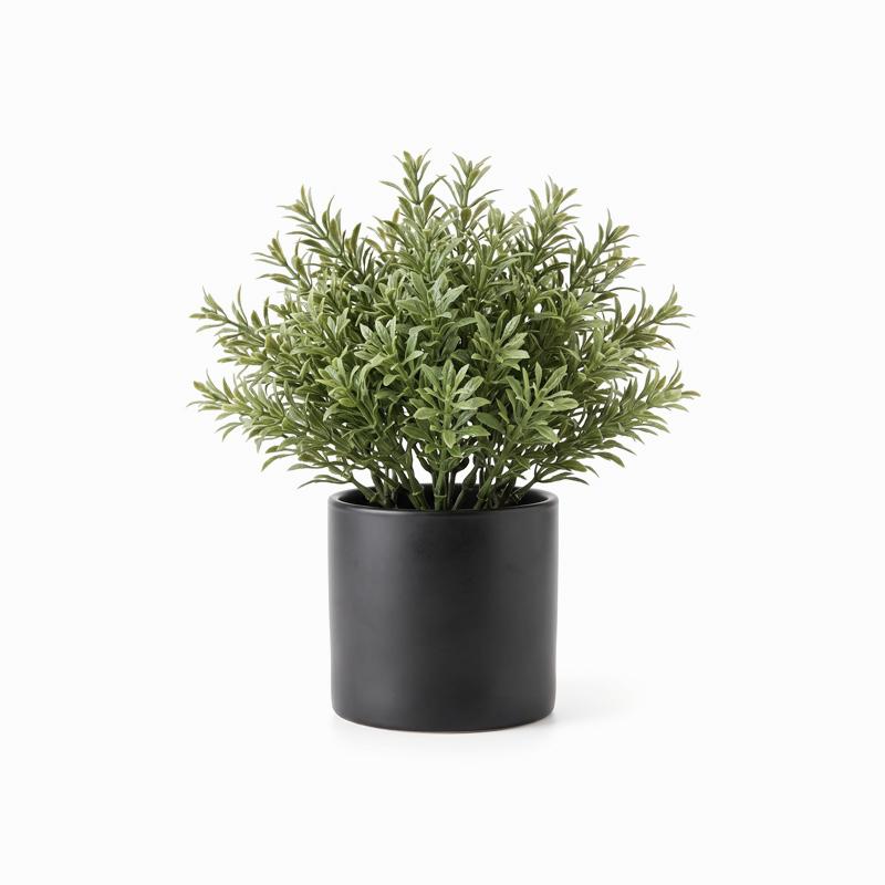 Potted Green Plant